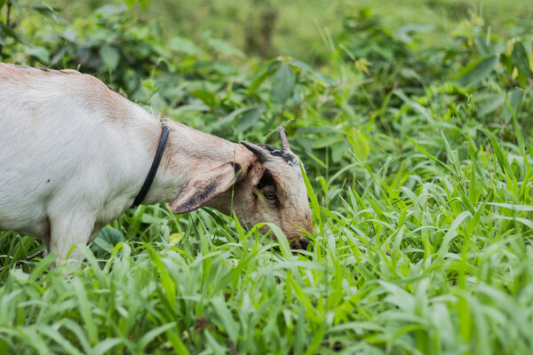 A white goat against grass