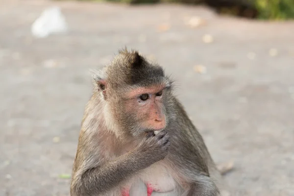 Monkey — Stock Photo, Image