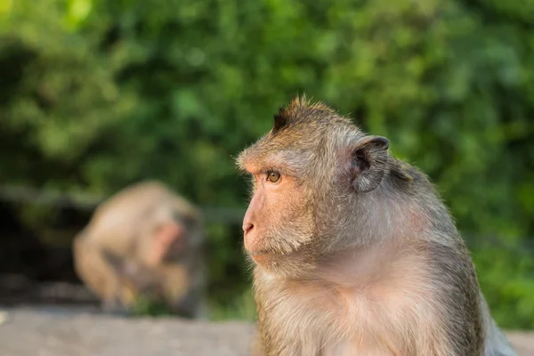 Monkey — Stock Photo, Image