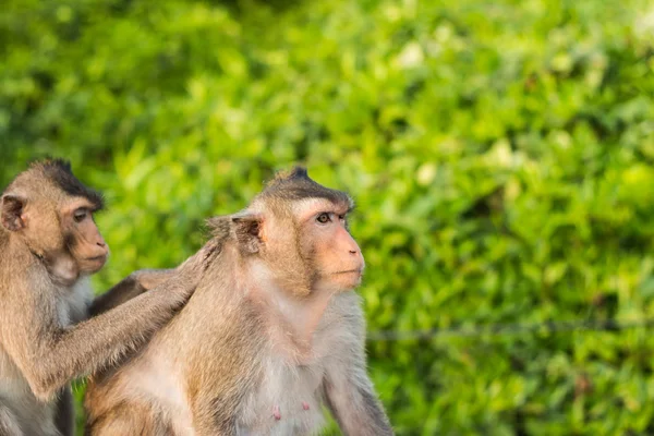 Monkey — Stock Photo, Image