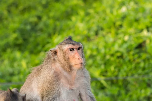 Monkey — Stock Photo, Image