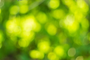 Güneşli soyut yeşil doğa arka planı, seçici odak