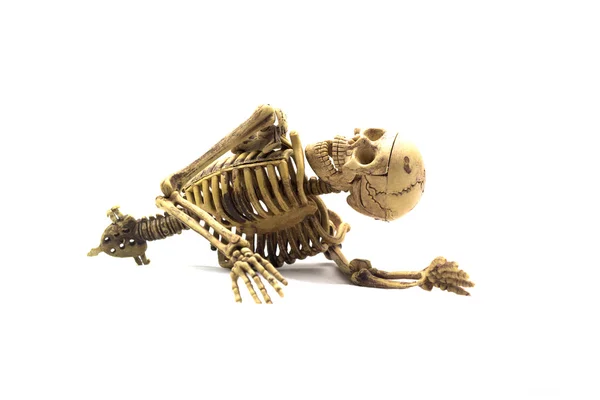 Menselijk skelet geïsoleerd op witte achtergrond — Stockfoto