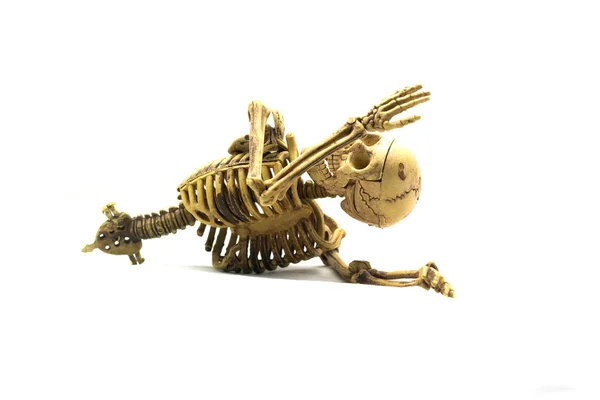 Human skeleton isolated on white background — Stock Photo, Image