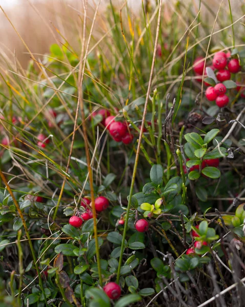Lingonberry Berries Grass Autumn — Stock Photo, Image