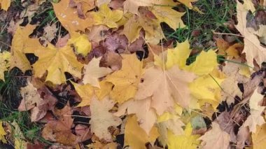 Sarı sonbahar yaprakları çimlerin üzerinde. Dönerek yakınlaştır. Sonbahar arkaplanı. Yavaş çekim.