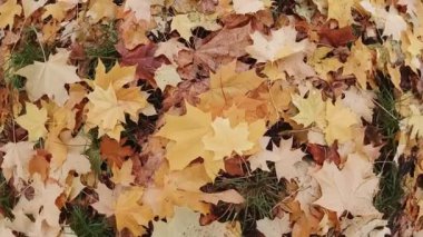 Sarı sonbahar yaprakları çimlerin üzerinde. Dönerek yakınlaştır. Sonbahar arkaplanı. Yavaş çekim.