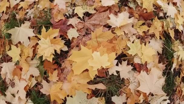 Gelbe Herbstblätter auf dem Rasen. Zoomen Sie mit einer Drehung hinein. Herbst im Hintergrund. Zeitlupe. — Stockvideo