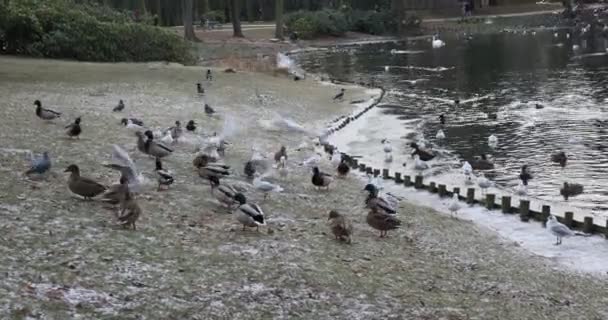 Vilda Ankor Måsar Och Duvor Parken Nära Sjön — Stockvideo