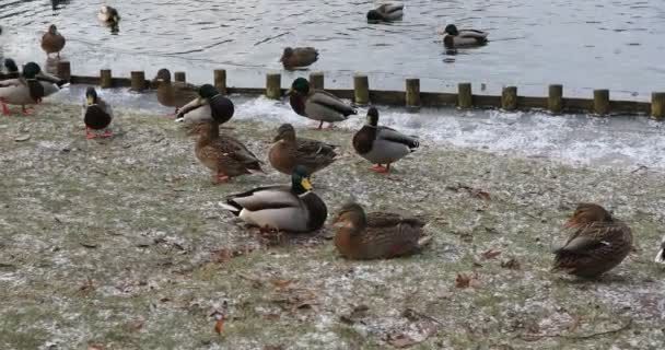 Wild Ducks Rest Lake Winter Day — Stock Video
