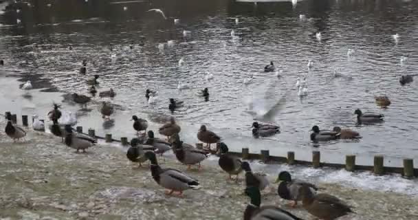 Vilda Ankor Och Måsar Vilar Stranden Frusen Sjö Vintern — Stockvideo