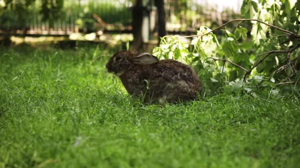 Letecký Pohled Budapešť Dunaj Nábřeží Maďarsko — Stock video