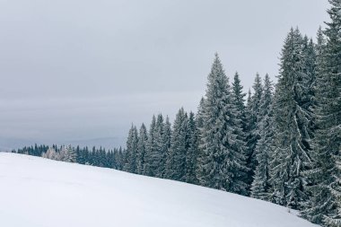 Karpatlar, Ukrayna 'daki ormanda karla kaplı köknar ağaçları