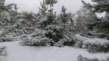 Genç çam ağaçlarının dalları kışın parkta karla kaplıdır..