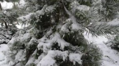 Genç çam ağaçlarının dalları kışın parkta karla kaplıdır..