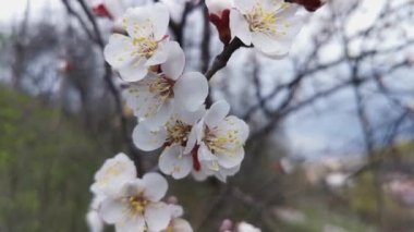 Kayısı ağacının çiçek açan dalı ilkbaharın başlarında