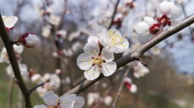 Baharın başında kayısı dalında beyaz çiçekler