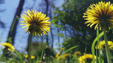 Çimlerin ve mavi gökyüzünün arka planında karahindiba