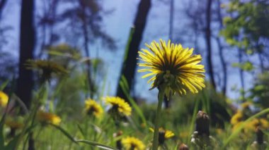 Çiçekli karahindibalar. Alt görünüm.