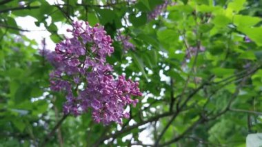 İlkbaharın başlarında açan leylak dalı