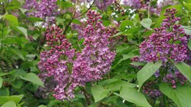 Baharın başlarında açan leylaklar.