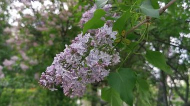 İlkbaharın başlarında açan leylak dalı