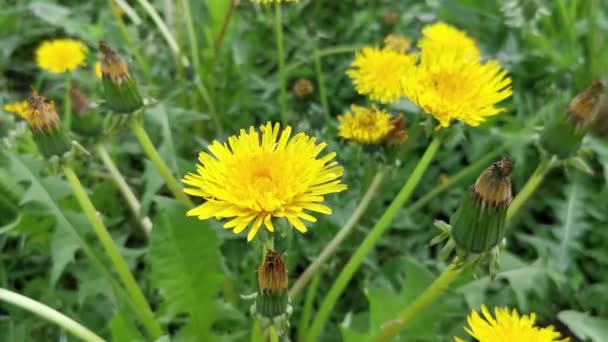 Yellow Dandelions Spring Grass — Stock Video