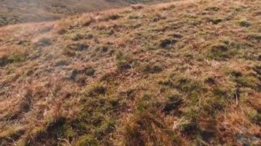 Karpat dağlarına bakın yaz güneşli sabahları.