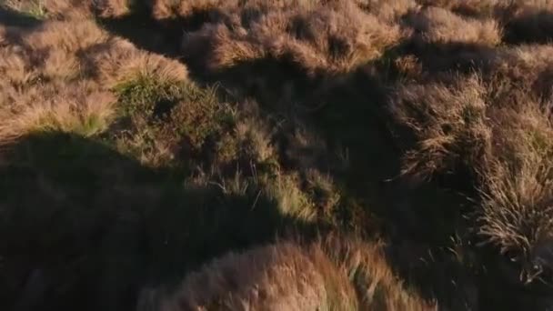 Wandern in den Karpaten am frühen Morgen. — Stockvideo