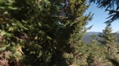 Ormanda yürüyorum yaz güneşli bir günde.