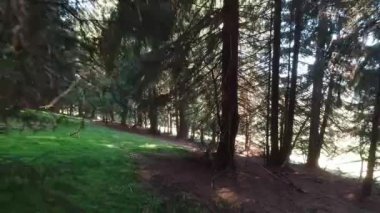 Karpat ormanının yeşil yosunları. Birinci kişi görünümü.