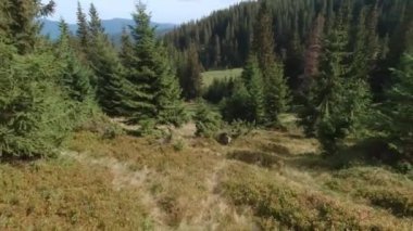 Karpat Ormanı 'nda yürüyüş. Birinci kişi görünümü.