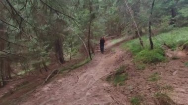 Yürüyüş direkleri olan bir turist Karpat ormanında bir patikadan aşağı iniyor.