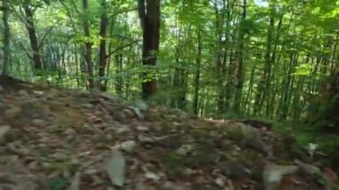 Karpat Ormanı Yazı güneşli gün.