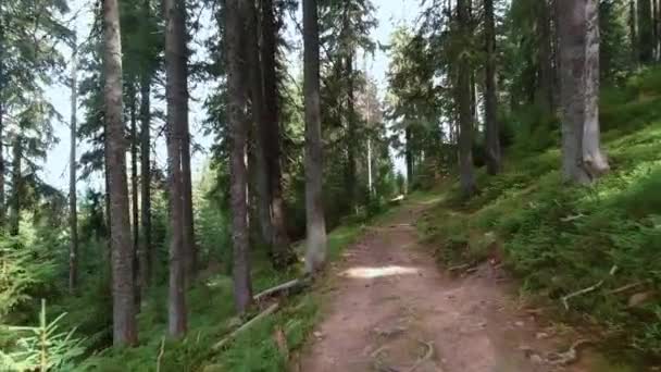 Mendaki melalui hutan Carpathian pada hari yang cerah. — Stok Video