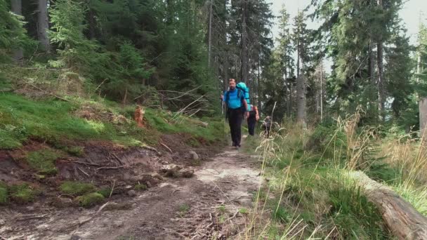 Grupa turystyczna z plecakami i kijami trekkingowymi spaceruje szlakiem przez las — Wideo stockowe