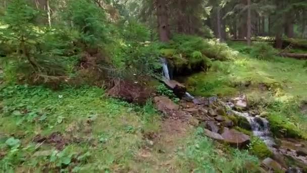 FPV de caminar cerca del arroyo claro del bosque. — Vídeos de Stock