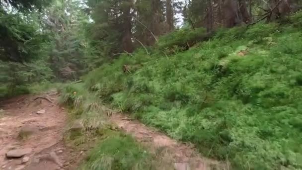 Első személy kilátás a túrázásra a Kárpátok nyári erdőben. — Stock videók
