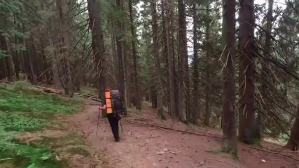 En kvinna med ryggsäck och vandringsstavar går nerför en stig i Karpaternas skog — Stockvideo