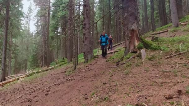 Чоловік і жінка з рюкзаком і мисливськими стовпами спускаються стежкою в Карпатському лісі. — стокове відео