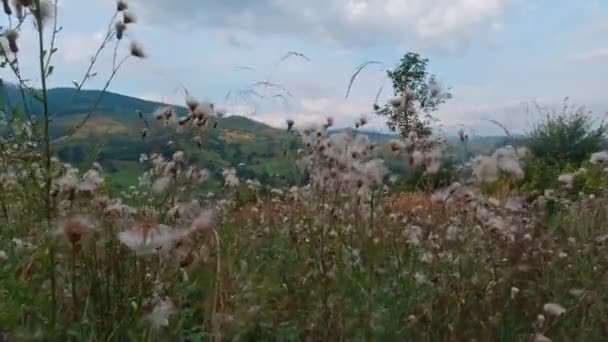 Cárpatos montanhas e aldeia cárpatos verão dia ensolarado. — Vídeo de Stock