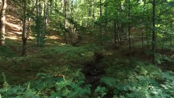 Arroyo forestal en el bosque de los Cárpatos en un día soleado — Vídeos de Stock