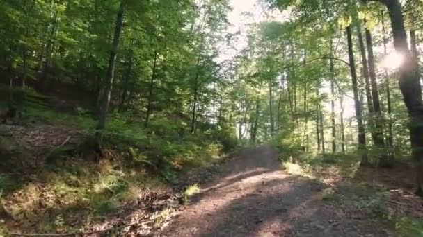 Caminando por la carretera en el bosque de los Cárpatos día soleado. — Vídeos de Stock