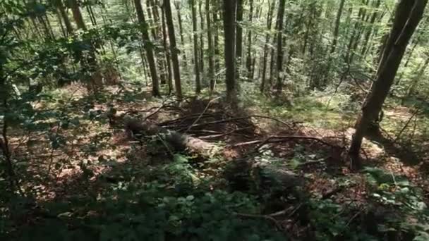 Karpat Ormanı Yazı güneşli gün. — Stok video