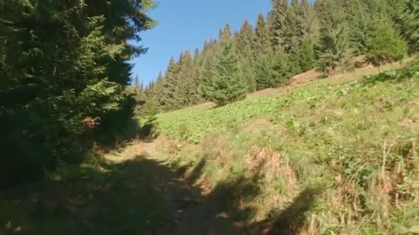 Estrada na floresta dos Cárpatos verão dia ensolarado — Vídeo de Stock