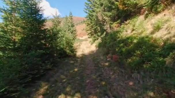 Wandern auf dem Waldweg in den Karpaten Sommer sonniger Tag. — Stockvideo