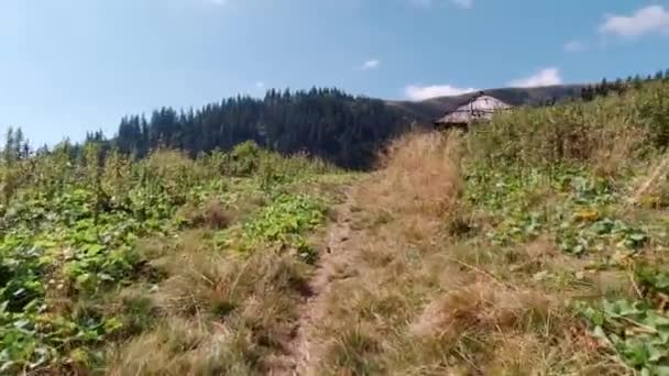 Wandern in den Karpaten Sommer sonniger Tag. FPV — Stockvideo