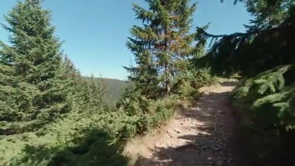 Hiking in carpathian mountains between alpine spruce in summer sunny day. FPV (First person view) — Vídeo de stock
