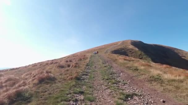Séta a Kárpát-hegységben legelésző lovakhoz egy napos napon. FPV — Stock videók