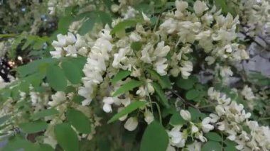 Çiçek açan bir akasya dalı rüzgarda sallanıyor..